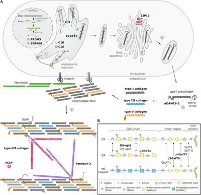 Frontiers Animal Models of Ehlers Danlos Syndromes Phenotype